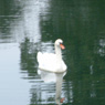 A swan